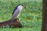 Heron On A Log_46145